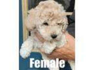 Cavachon Puppy for sale in Franktown, CO, USA