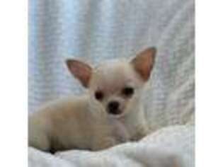 Chihuahua Puppy for sale in Fayetteville, AR, USA