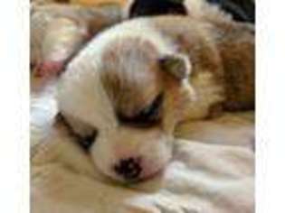 Pembroke Welsh Corgi Puppy for sale in Ariton, AL, USA