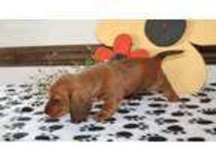 Dachshund Puppy for sale in EPHRATA, PA, USA
