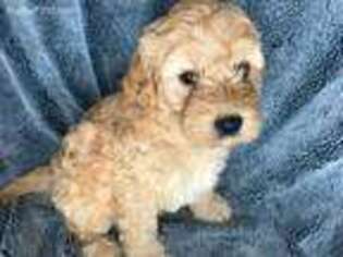 Goldendoodle Puppy for sale in Edmonds, WA, USA