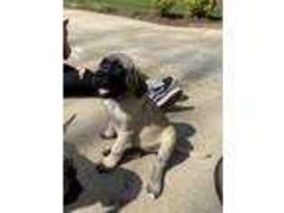 Mastiff Puppy for sale in Huntersville, NC, USA