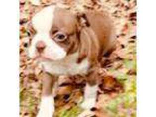 Boston Terrier Puppy for sale in Baldwin, NY, USA
