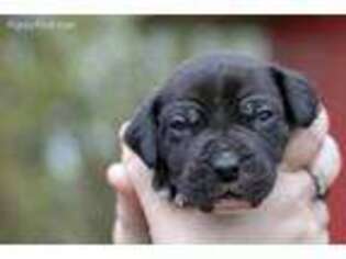 Mastiff Puppy for sale in Mendenhall, MS, USA