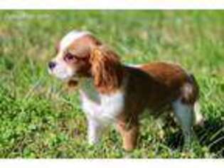 Cavalier King Charles Spaniel Puppy for sale in Revere, MO, USA