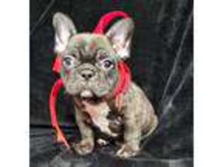French Bulldog Puppy for sale in Nuevo, CA, USA