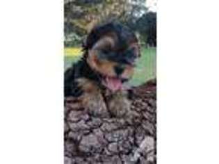Yorkshire Terrier Puppy for sale in LABELLE, FL, USA