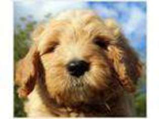 Goldendoodle Puppy for sale in Luxemburg, WI, USA