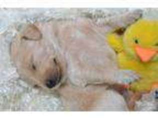Labradoodle Puppy for sale in Montreal, MO, USA