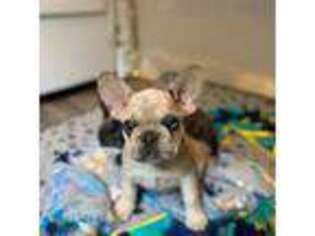 French Bulldog Puppy for sale in Logansport, IN, USA