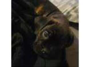 Cane Corso Puppy for sale in Avoca, NY, USA