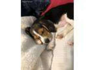 Beagle Puppy for sale in Union City, CA, USA