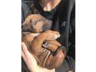 Rhodesian Ridgeback Puppy for sale in Philomath, OR, USA