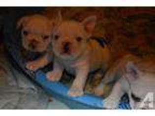 French Bulldog Puppy for sale in SPRING CITY, TN, USA