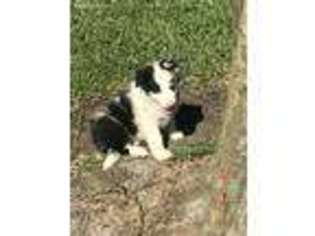 Border Collie Puppy for sale in Baytown, TX, USA