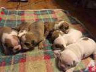 Bulldog Puppy for sale in WOOSTER, OH, USA