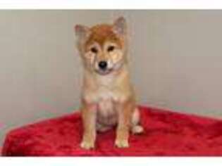 Shiba Inu Puppy for sale in Spencer, NC, USA