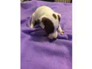 Jack Russell Terrier Puppy for sale in Dover, FL, USA