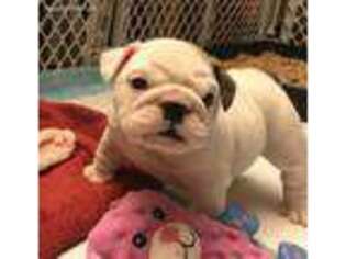 Bulldog Puppy for sale in Advance, NC, USA