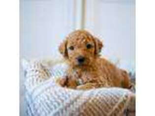 Goldendoodle Puppy for sale in Lincoln, NE, USA