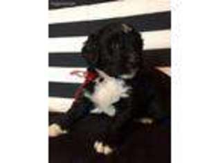 Mutt Puppy for sale in Eau Claire, MI, USA