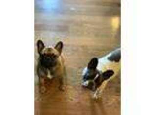 French Bulldog Puppy for sale in Tinley Park, IL, USA