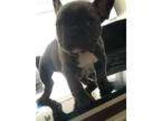 French Bulldog Puppy for sale in Knightdale, NC, USA