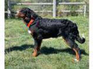 Bernese Mountain Dog Puppy for sale in Delta, CO, USA