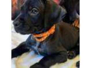 Great Dane Puppy for sale in Waterford Works, NJ, USA