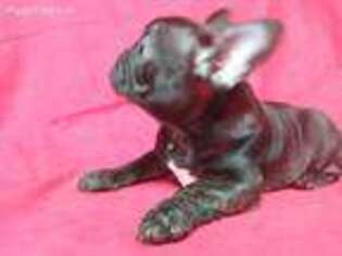 French Bulldog Puppy for sale in Mansfield, AR, USA