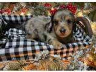 Dachshund Puppy for sale in Madison, FL, USA
