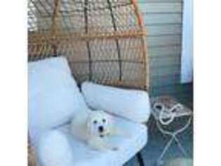 Mutt Puppy for sale in Shrewsbury, MA, USA