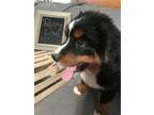 Bernese Mountain Dog Puppy for sale in Arthur, IL, USA