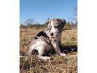 Alapaha Blue Blood Bulldog Puppy for sale in Millport, AL, USA