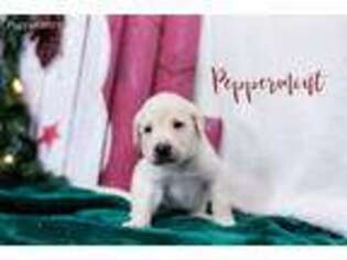 Labrador Retriever Puppy for sale in West Wareham, MA, USA