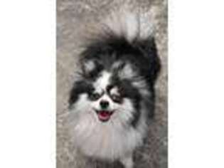 Pomeranian Puppy for sale in Coos Bay, OR, USA