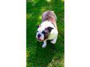 Bulldog Puppy for sale in Unityville, PA, USA