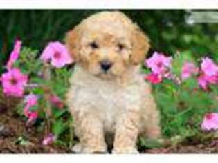 Labradoodle Puppy for sale in Lancaster, PA, USA