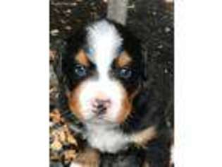 Bernese Mountain Dog Puppy for sale in Wayne, WV, USA