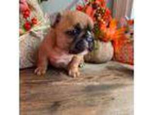 French Bulldog Puppy for sale in Sulphur, OK, USA