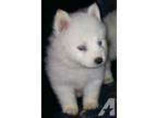 Siberian Husky Puppy for sale in LAKE WALES, FL, USA