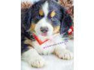 Miniature Australian Shepherd Puppy for sale in Whitwell, TN, USA