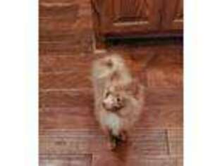 Pomeranian Puppy for sale in Cleburne, TX, USA