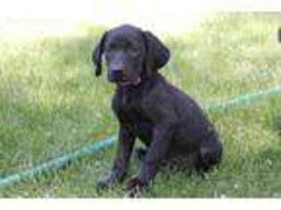 German Shorthaired Pointer Puppy for sale in Austin, CO, USA