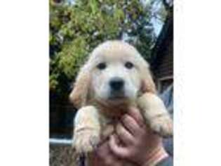 Golden Retriever Puppy for sale in Fox River Grove, IL, USA