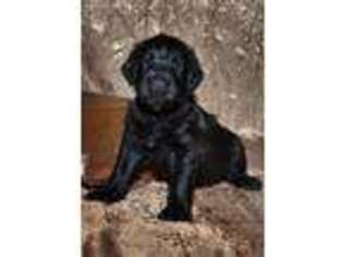 Labradoodle Puppy for sale in Holcombe, WI, USA