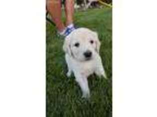 Goldendoodle Puppy for sale in Evansville, WI, USA