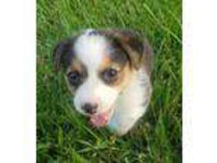 Pembroke Welsh Corgi Puppy for sale in Kingsville, MO, USA