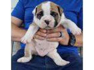 Bulldog Puppy for sale in Mount Airy, NC, USA