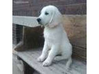 Golden Retriever Puppy for sale in Odessa, MO, USA